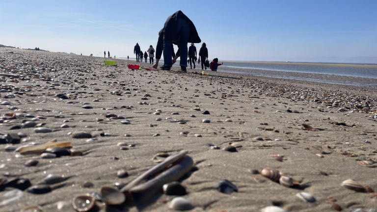 Bukken, zoeken en vergelijken: strand Bergen aan Zee vol schelpentellers tijdens Schelpenteldag