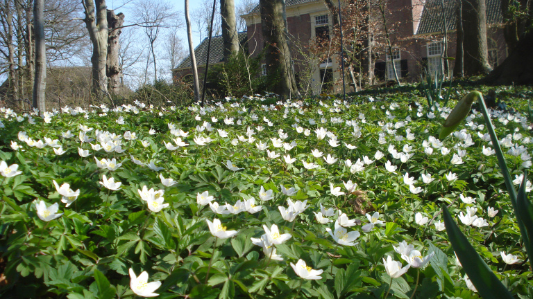 Rondwandeling tussen de voorjaarsbloeiers op Landgoed Nijenburg 🗓