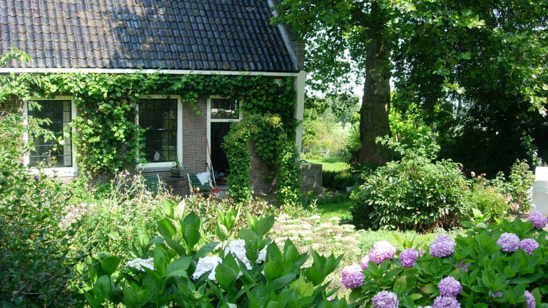 Kleine bakstenen huis met klimop begroeid, omringd door een weelderige tuin met hortensia's en andere planten, en een grote boom naast het huis.