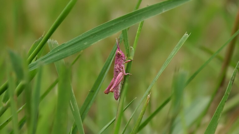 Roze sprinkhaan klampt zich vast aan groen gras in een veld.