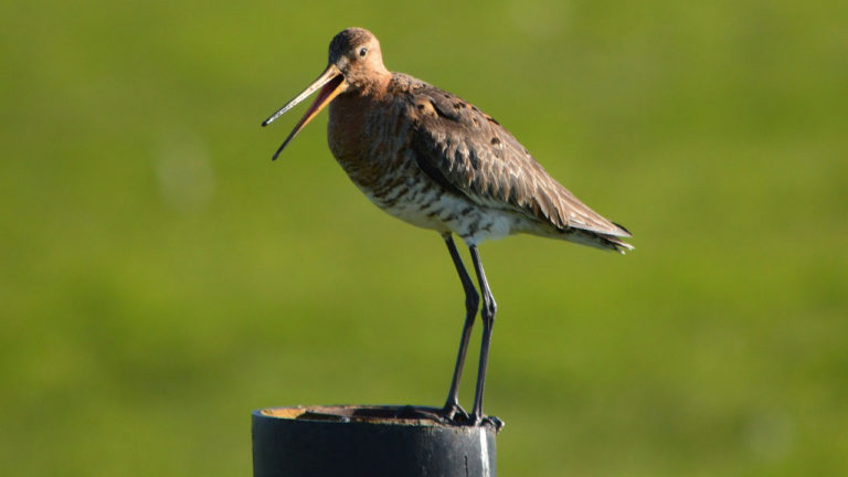 Roep van nationale vogel steeds minder gehoord: ‘grutto-provincies’ in actie