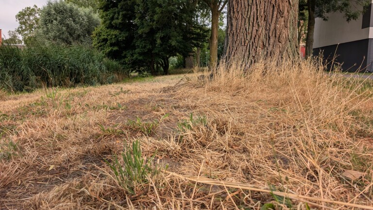 Dijkgraaf Klazien Hartog: “Nu heel spaarzaam omgaan met zoet water”