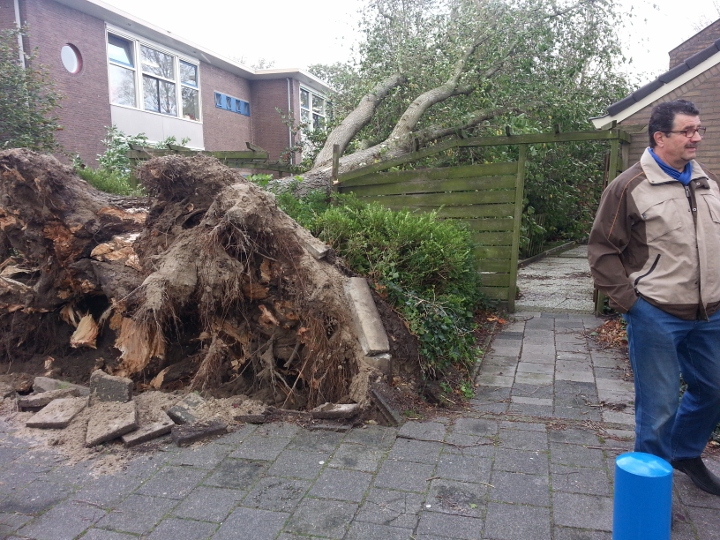 20131028 boom heilooerdijk 1