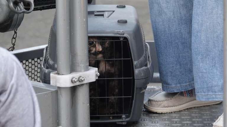 Kat in een reismand kijkt door de tralies, naast een persoon met spijkerbroek en schoenen.