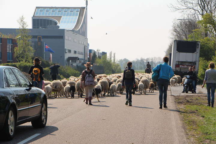 20140421 schapentocht 0001