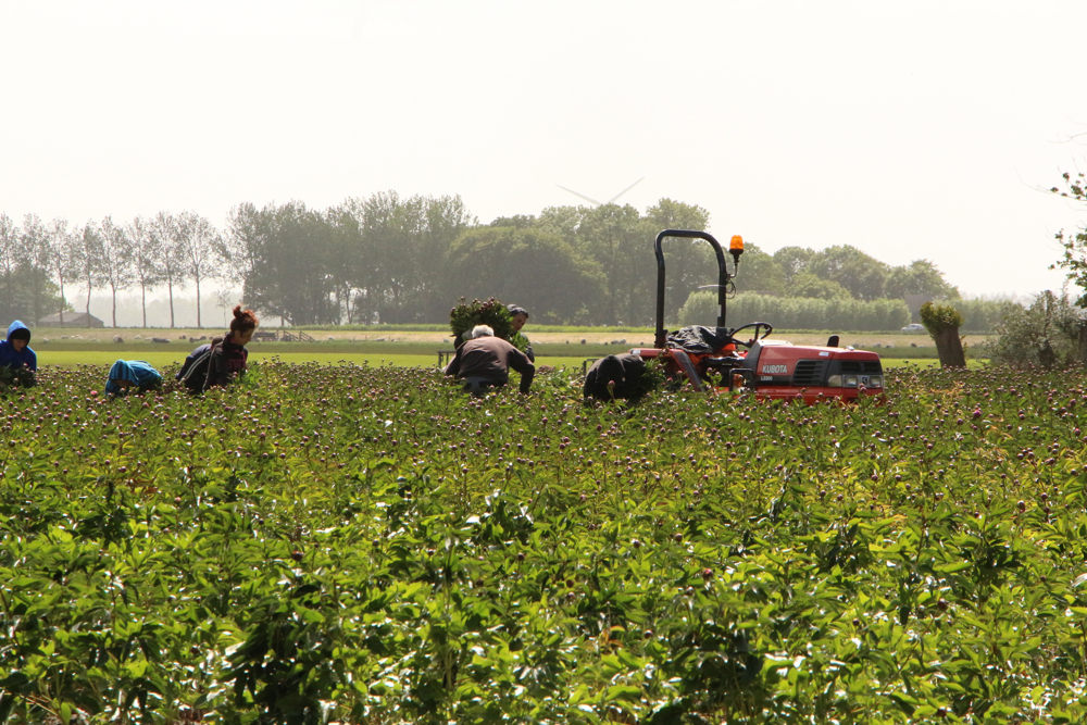 Pioenrozen worden van de velden gehaald (FOTO)